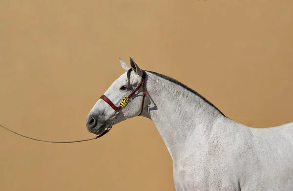 Porträtt Ansiktet Rakad Spansk Märr Med Varm Bakgrund — Stockfoto