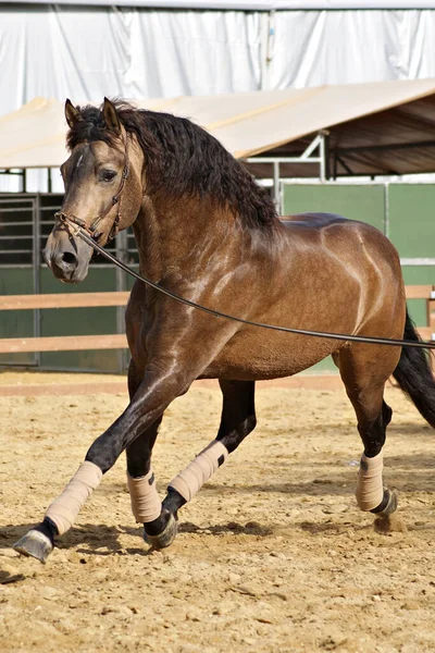 Belo Retrato Cavalo Garanhão Espanhol Buckskin Trote Corda Longa — Fotografia de Stock