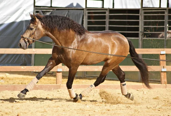Beautiful Portrait Buckskin Spanish Stallion Horse Trotting Long Rope — Stock Photo, Image