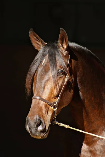 Portrait Face Shaved Brown Spanish Mare Dark Background — Stock Photo, Image