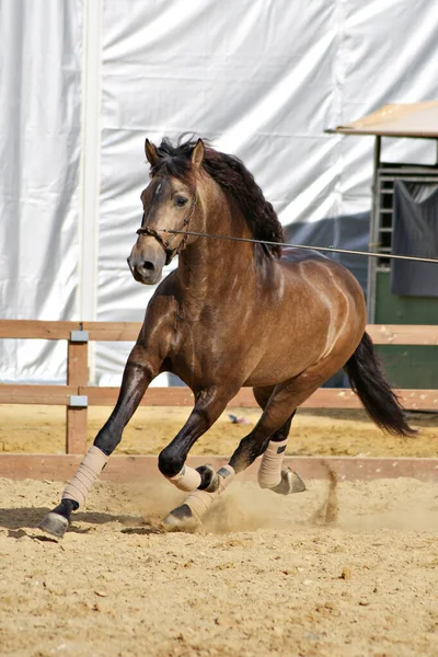 Belo Retrato Cavalo Garanhão Espanhol Buckskin Trote Corda Longa — Fotografia de Stock