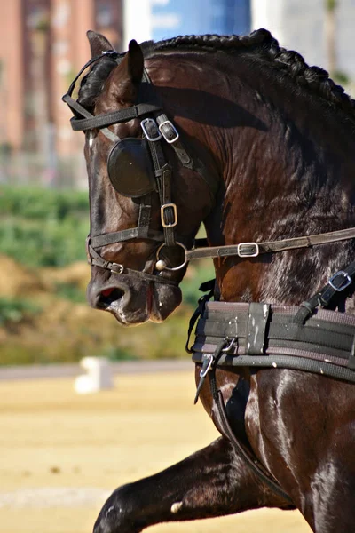 Retrato Facial Cavalo Espanhol Uma Competição Carruagens Espanha — Fotografia de Stock