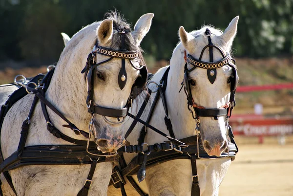 マラソン大会で馬車を引く2頭の白いスペインの馬のペア — ストック写真