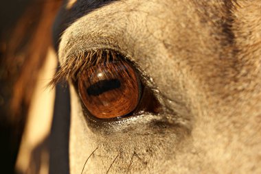 Buckskin Criollo Atı 'nın gözünün detaylarını kapat.
