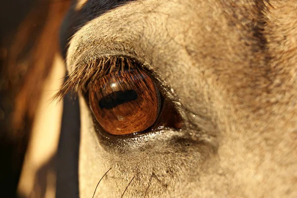Zbliżenie Szczegółów Oka Konia Criollo Buckskin — Zdjęcie stockowe