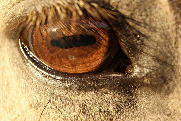 Närbild Detalj Ögat Bockskin Criollo Häst — Stockfoto