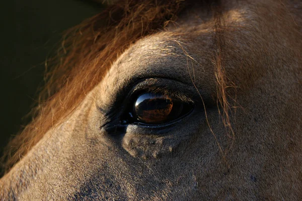 Närbild Detalj Ögat Bockskin Criollo Häst — Stockfoto