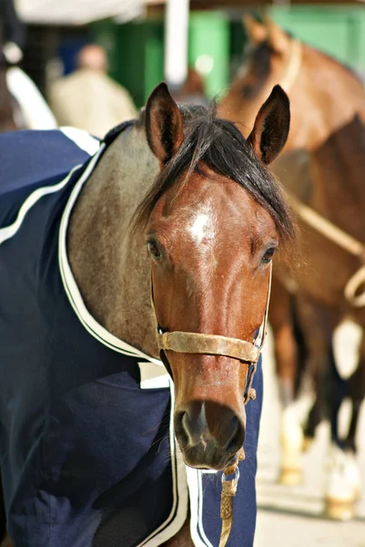 Gezichtsportret Van Een Rood Roan Criollo Paard Lopend Naar Doos — Stockfoto