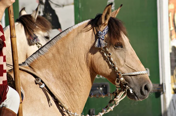 Ansikte Porträtt Vacker Bockskin Criollo Häst Med Traditionell Betsel — Stockfoto