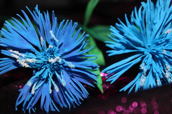 Cornflowers Eva Agujas Espumante —  Fotos de Stock