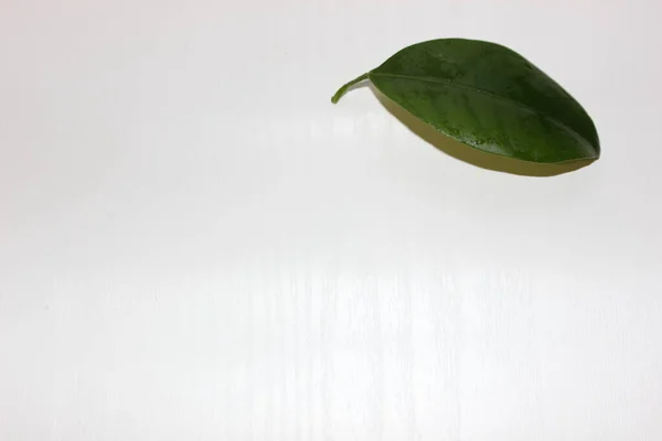 Three Green Leaves Isolated White Green Leaf Set White Background — Stock Photo, Image