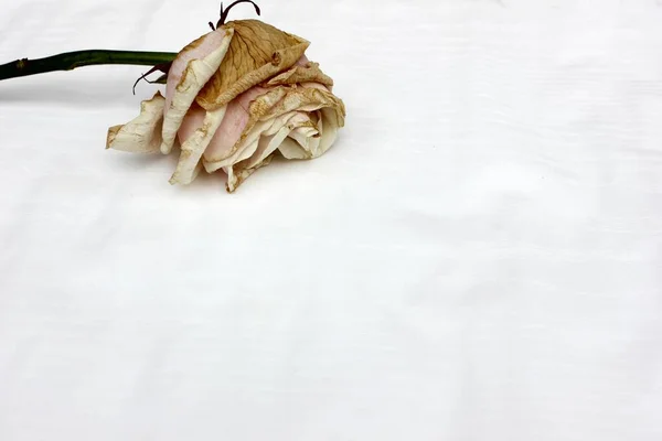Увядающая Роза Изолирована Белом Одна Бежевая Роза Увядающий Цветок Конец — стоковое фото