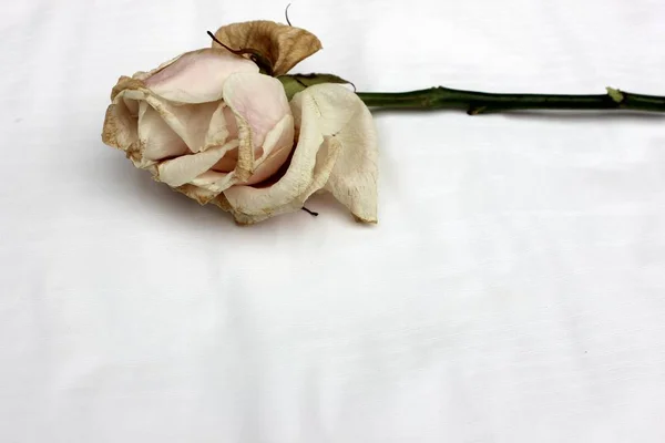 Inclinação Rosa Isolada Branco Uma Rosa Bege Flor Desvanecer Fim — Fotografia de Stock
