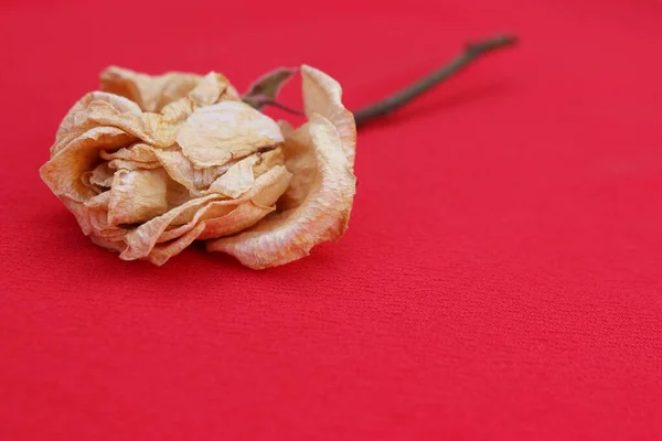 Velha Rosa Perto Inclinação Rosa Isolada Vermelho Rosa Seca Bege — Fotografia de Stock