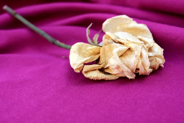 Old rose close up. Withering rose isolated on violet. Beige dried rose with place for text. Autumn flower.