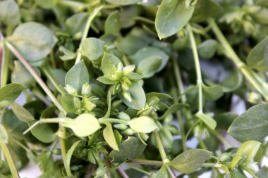 Yeşil çimenler beyazda izole edilmiş. Taze çimenler beyaz arka planda en üstte sergilenir. Çerçevesi yazılı bitkiler için. Beyaz ahşap arka planda taze otların karışımı, üst manzara.
