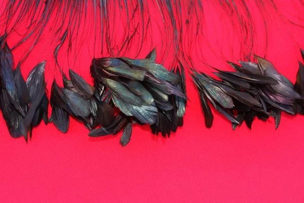 Frame of black feathers on a red background. Emo style frame made of boa (feather scarf) isolated on red. exotic soft beautiful black feather. Feathers laid out around. A fan in dark colors.