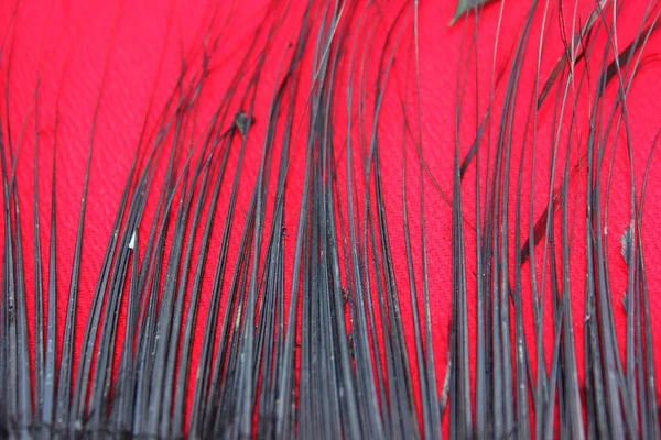 Kırmızı Arkaplandaki Siyah Tüylerin Çerçevesi Kırmızı Renkte Boa Tüy Atkısı — Stok fotoğraf