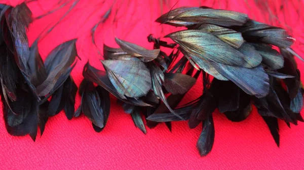 赤い背景に黒い羽のフレーム 赤に隔離されたボア 羽のスカーフ で作られたエモスタイルのフレーム エキゾチックな柔らかい美しい黒い羽 周囲には羽が広がっていた 暗い色のファン ストック画像