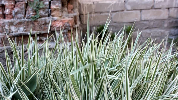 Sedge Background Old House Tall Grass Background Ruined Red Brick — Stock Photo, Image