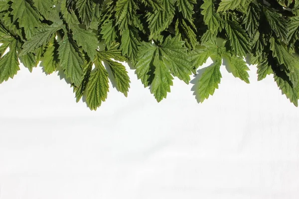 Hop leaves on a white background. frame of fresh green hop leaves isolated on white background. Top view with copy space for your text. Hops herb for medicinal herb or phytotherapy.