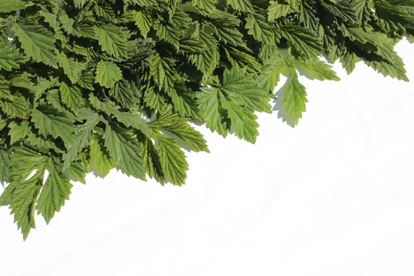 Hop leaves on a white background. frame of fresh green hop leaves isolated on white background. Top view with copy space for your text. Hops herb for medicinal herb or phytotherapy.