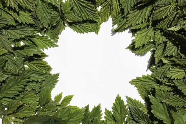 Hop leaves on a white background. frame of fresh green hop leaves isolated on white background. Top view with copy space for your text. Hops herb for medicinal herb or phytotherapy.