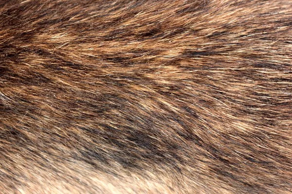 Black Red Fur Close Problem Using Natural Fur Stock Photo