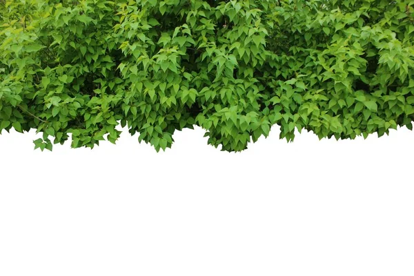 Arbustes Lilas Isolés Sur Blanc Avec Place Pour Texte Cadre — Photo