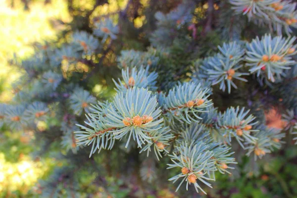 Branches Épinette Bleue Gros Plan Arbre Noël Bleu Avec Petits — Photo