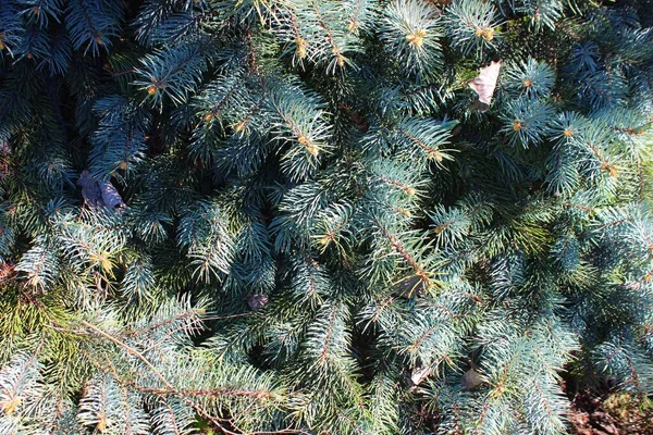 Branches Blue Spruce Close Blue Christmas Tree Little Cones Background — Stock Photo, Image