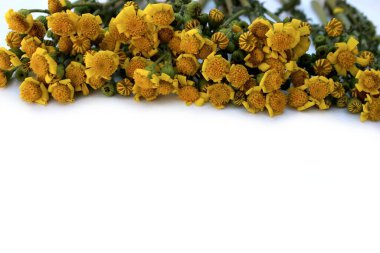 Çayır çimenleri ve beyaz üzerine izole edilmiş sarı papatyalar ve metin için kopyalama alanı. Sarı çiçekler beyaz arka planda dizilmiş. Anneler Günü kartpostalları için arka plan, Aziz Valentine.