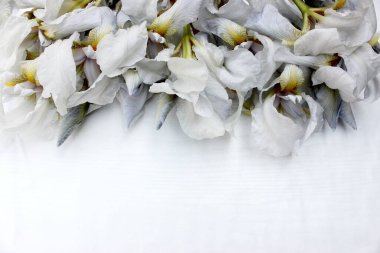 Beyaz arka planda irisler. Arka planda izole edilmiş taze mavi ve beyaz çiçekler çerçevesi. Renkli bahar arka planında beyaz taç yaprakları. Yukarıdan görüntüle.