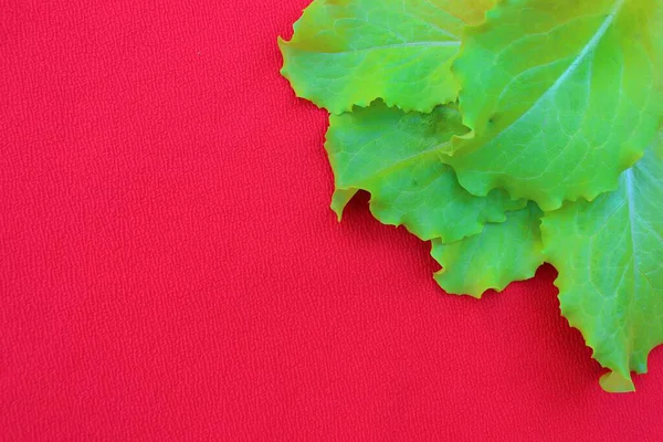 Frame Lettuce Leaves Isolated Red Top View Vegetarian Food Background — Stock Photo, Image