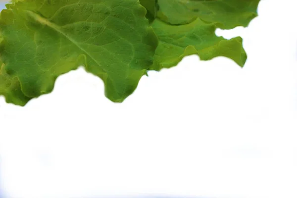 Frame Lettuce Leaves Isolated White Top View Vegetarian Food Background — Stock Photo, Image