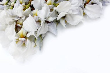 Beyaz arka planda irisler. Arka planda izole edilmiş taze mavi ve beyaz çiçekler çerçevesi. Renkli bahar arka planında beyaz taç yaprakları. Yukarıdan görüntüle.