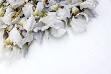 Beyaz arka planda irisler. Arka planda izole edilmiş taze mavi ve beyaz çiçekler çerçevesi. Renkli bahar arka planında beyaz taç yaprakları. Yukarıdan görüntüle.