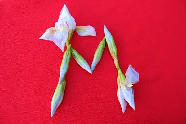 Letter M of iris flowers on a red background. Spring concept. Flat lay. Floral letters of the alphabet for design and decoration. Alphabet made of flowers.