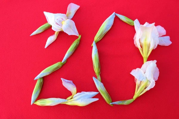 Number 20 written by fresh iris flowers on a red background. Number twenty written in fresh flowers isolated on red.