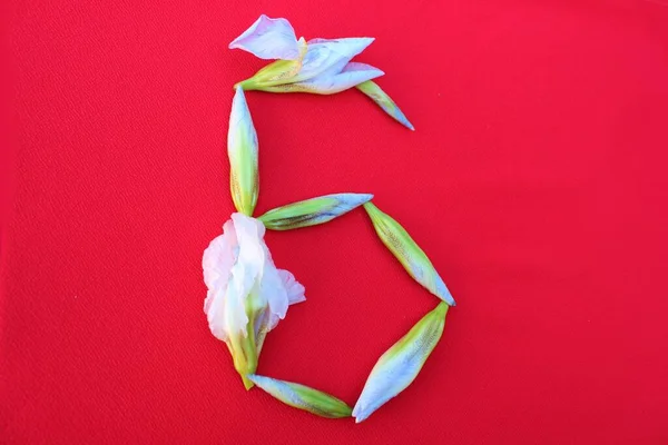 Number 6 written by fresh iris flowers on a red background. Number six written in fresh flowers isolated on red.