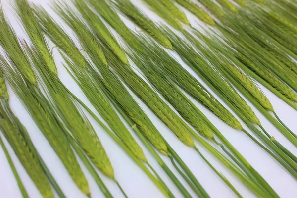 Ears Green Wheat Isolated White Frame Young Ears Wheat Copyspace — Stock Photo, Image