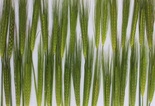 Ähren Aus Grünem Weizen Isoliert Auf Weißem Rahmen Von Jungen — Stockfoto