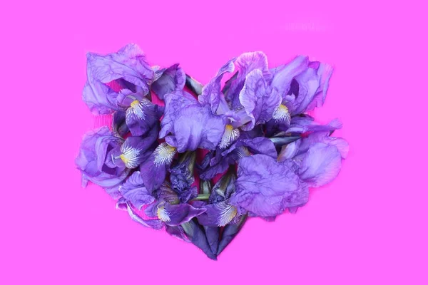 Heart of blue fresh flowers isolated on pink. Heart symbol made ofiris flowers isolated on a pink background. Concept of love for Valentines day and mother. Flower heart shape.