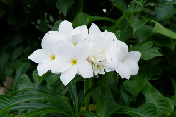 美丽的鲜花肖像 — 图库照片