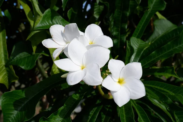 Retrato Bela Flor Fresca — Fotografia de Stock