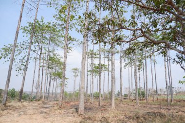 Arka plan olarak güzel doğal yeşil manzara