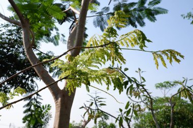 Arka plan olarak güzel doğal yeşil manzara