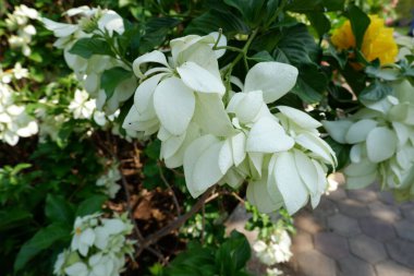 Arka plan olarak güzel bir çiçek panoraması