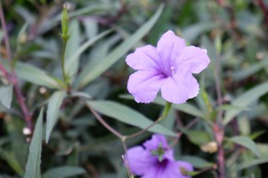 Arka plan olarak güzel bir çiçek panoraması