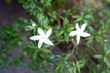 Arka plan olarak güzel bir çiçek panoraması